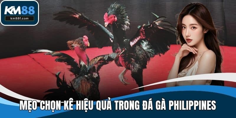 Mẹo chọn kê hiệu quả trong đá gà Philippines