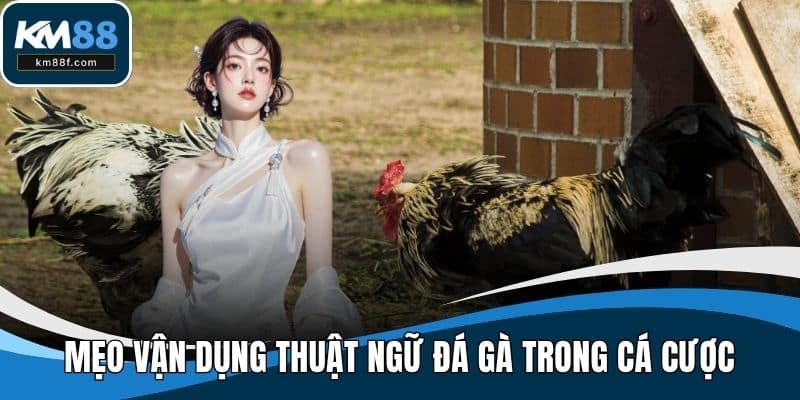 Mẹo vận dụng thuật ngữ đá gà trong cá cược